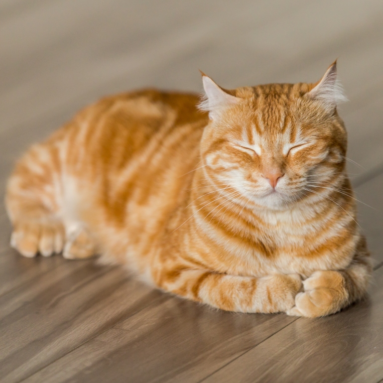 Maxie Ginger Cat